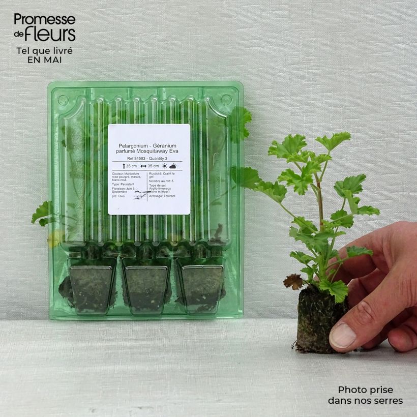 Example of Pelargonium Mosquitaway Eva Mini-motte Ø 3/4 cm, Plant vert de 5 à 10 cm de haut as you get in printemps