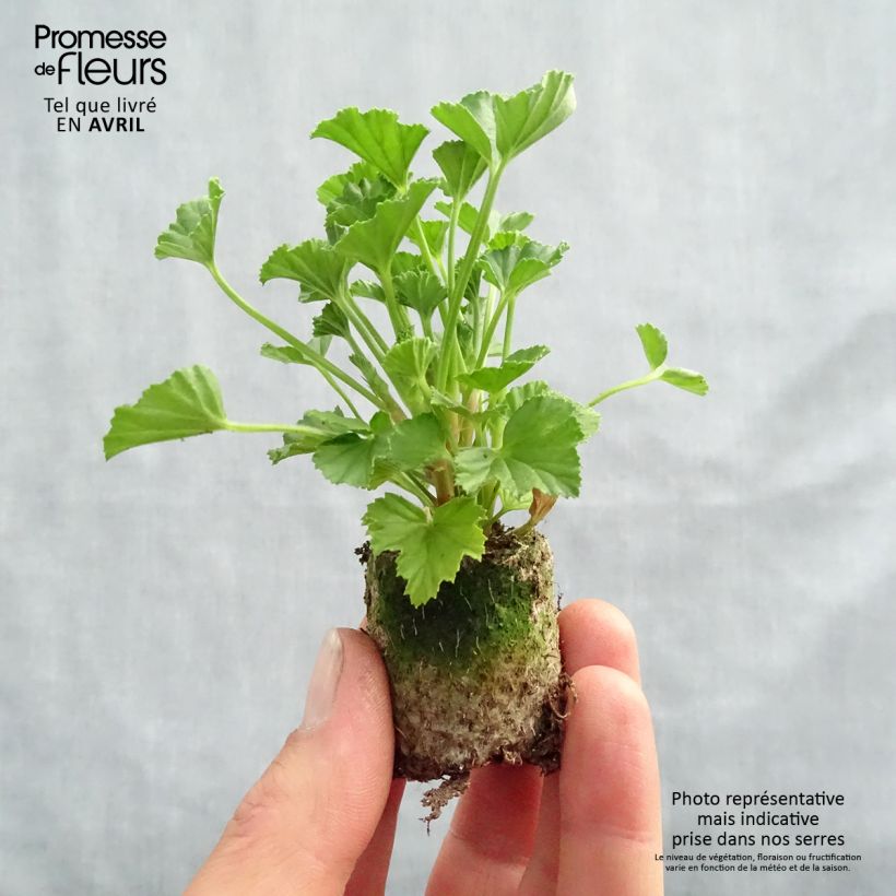 Spécimen de Pelargonium - Géranium parfumé Mosquitaway Lizzy Mini-motte Ø 3/4 cm, Plant vert de 5 à 10 cm de haut tel que livré au printemps