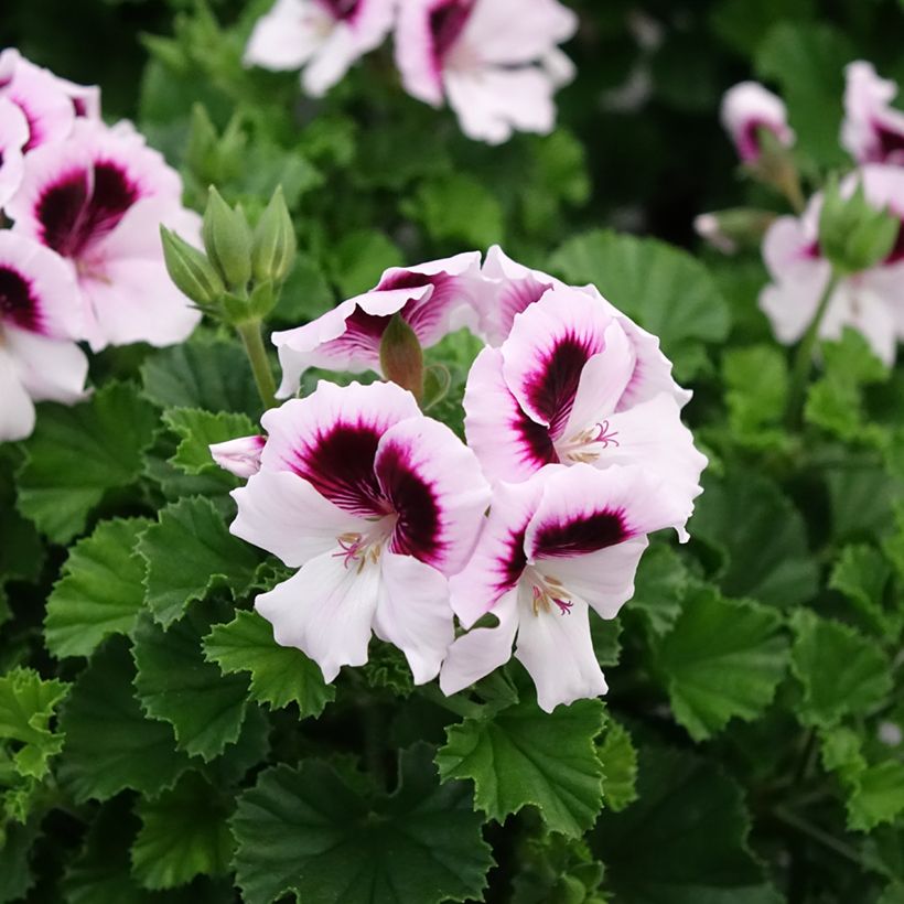 Pelargonium - Géranium parfumé Mosquitaway Lizzy (Floraison)