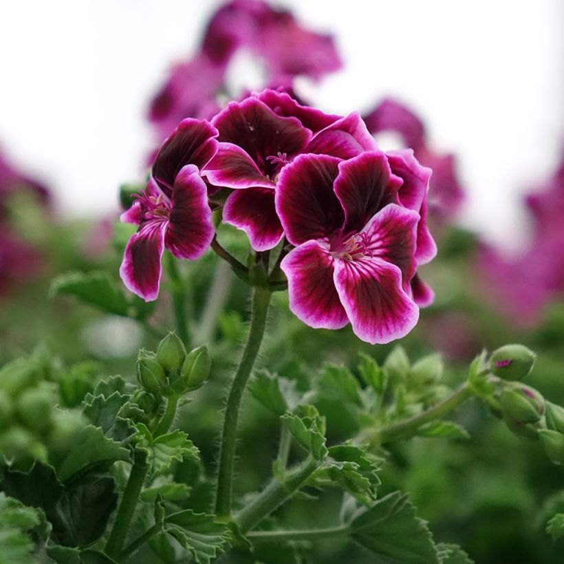 Pelargonium - Géranium parfumé Mosquitaway Megan (Flowering)