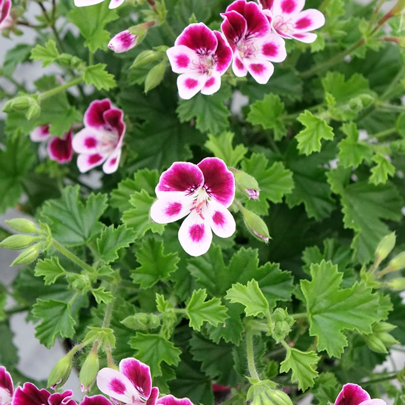 Pelargonium - Geranium parfumé Mosquitaway Nova (Floraison)