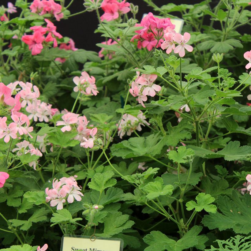 Pelargonium - Géranium parfumé Sweet Mimosa (Floraison)