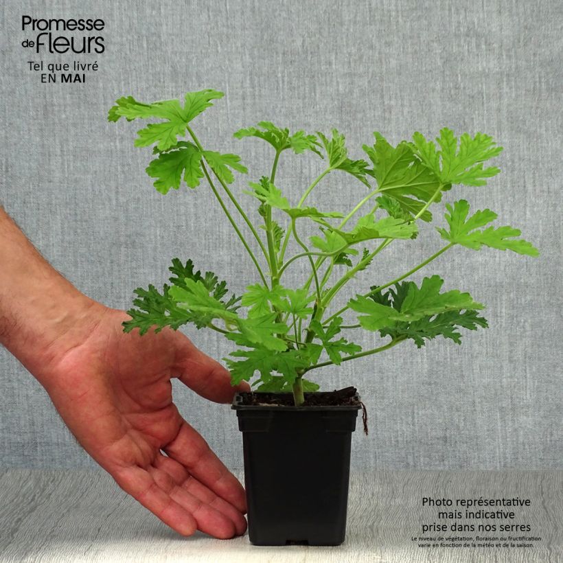 Spécimen de Pelargonium - Géranium parfumé graveolens Godet de 7/8 cm tel que livré au printemps