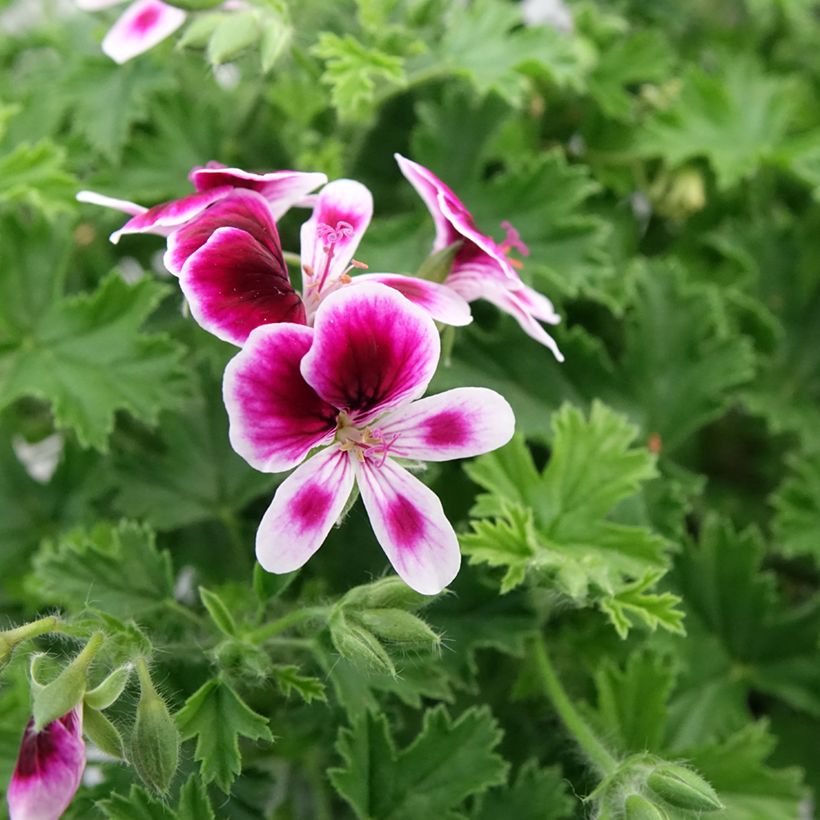 Pelargonium Mosquitaway Eva (Flowering)
