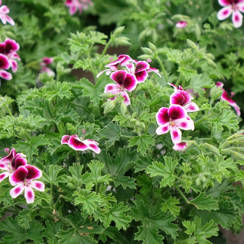 Pelargonium Mosquitaway Eva (Plant habit)