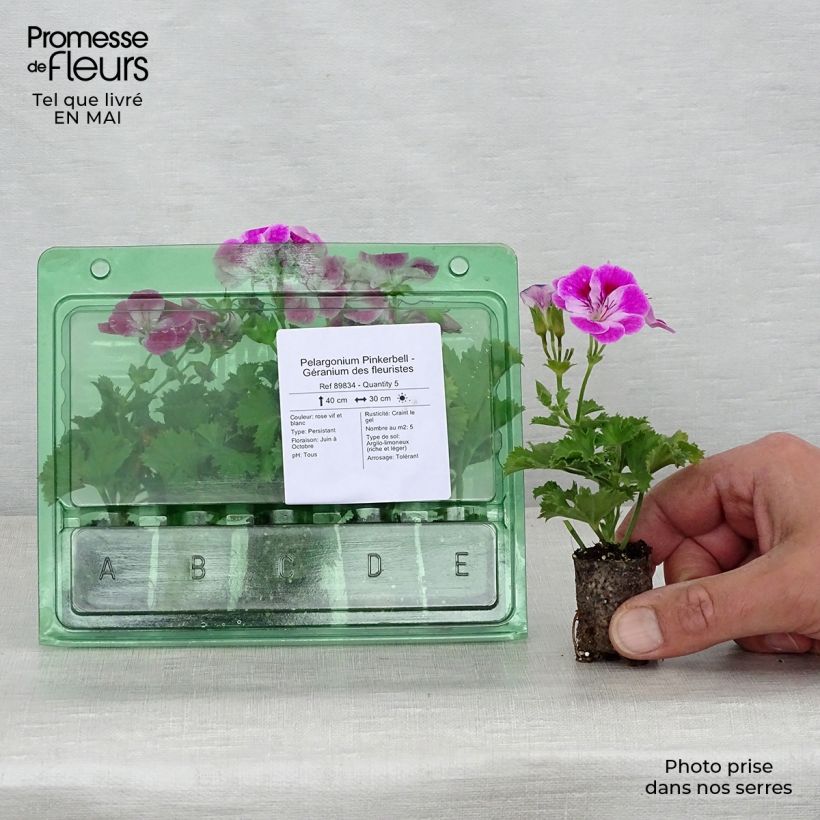 Spécimen de Pelargonium Pinkerbell - Géranium des fleuristes Mini-motte Ø 3/4 cm tel que livré au printemps