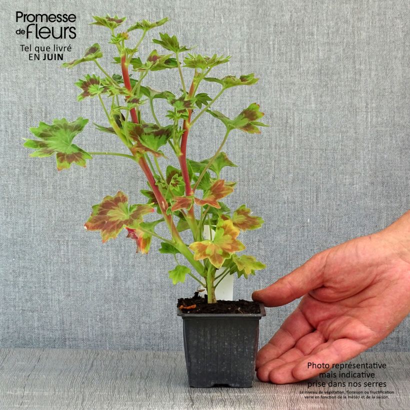 Example of Géranium zonale Stellar Bird Dancer - Géranium  Godet de 8/9 cm as you get in printemps