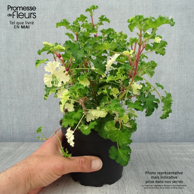 Spécimen de Pelargonium crispum Peach Cream - Géranium d'odeur panaché parfum pêche Pot de 1,5L/2L tel que livré au printemps