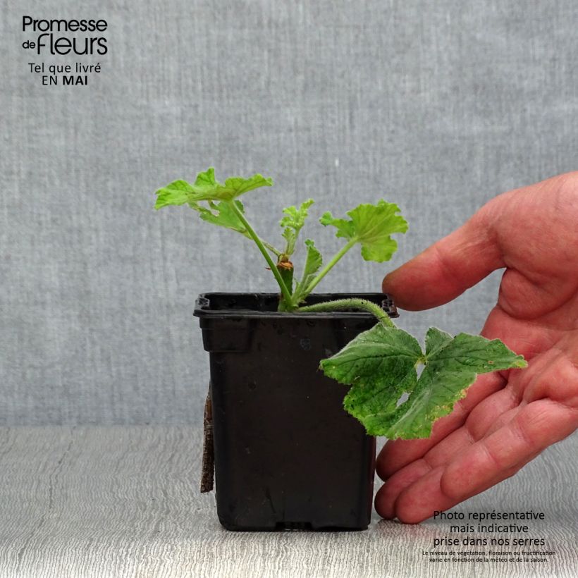 Example of Pélargonium odorant Chocolate - Géranium d'odeur au parfum de menthe Godet de 7/8 cm as you get in printemps