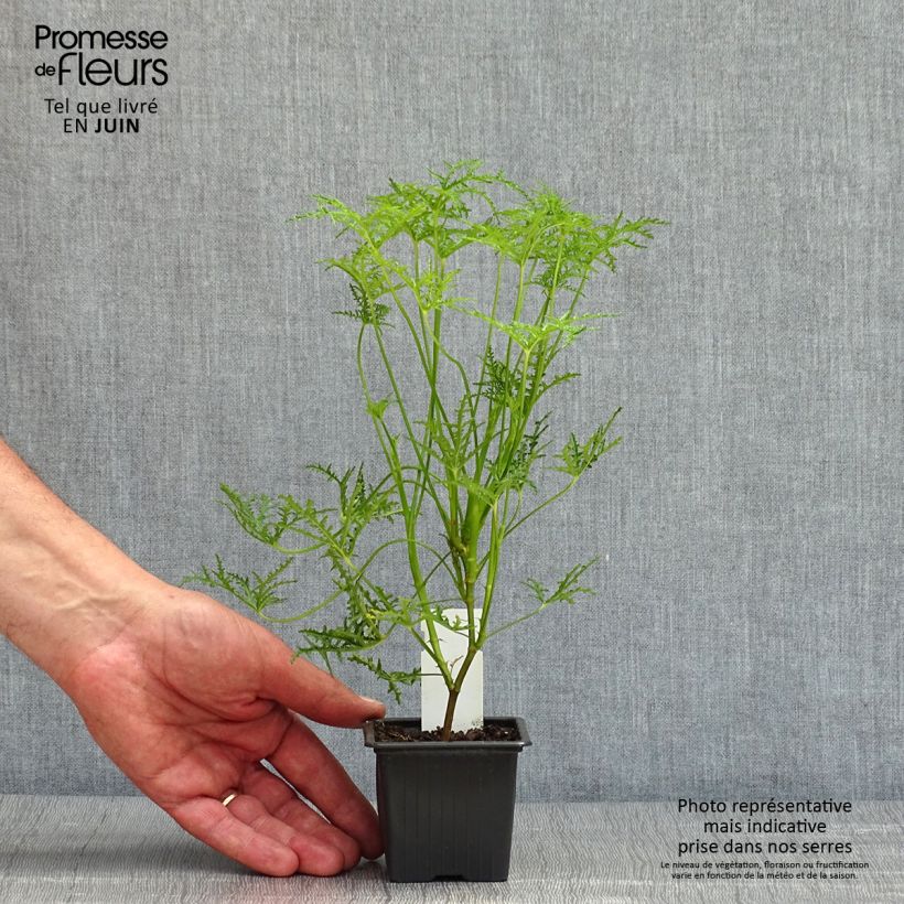 Spécimen de Pélargonium odorant Filicifolium - Géranium d'odeur au parfum épicé. Godet de 7/8 cm tel que livré au printemps