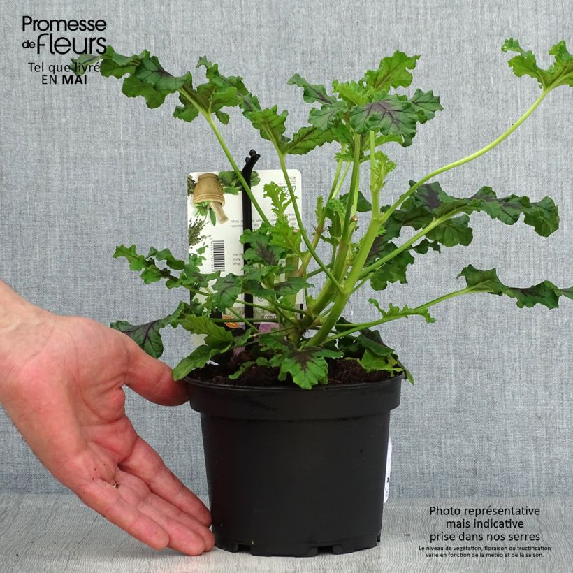 Spécimen de Pelargonium odorant quercifolium Royal Oak - Géranium au parfum balsamique Pot de 1,5L/2L tel que livré au printemps