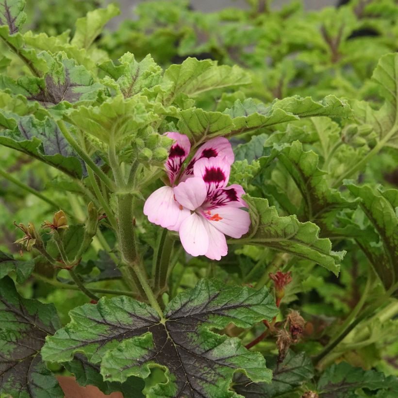 Pelargonium odorant quercifolium Royal Oak - Géranium au parfum balsamique (Floraison)