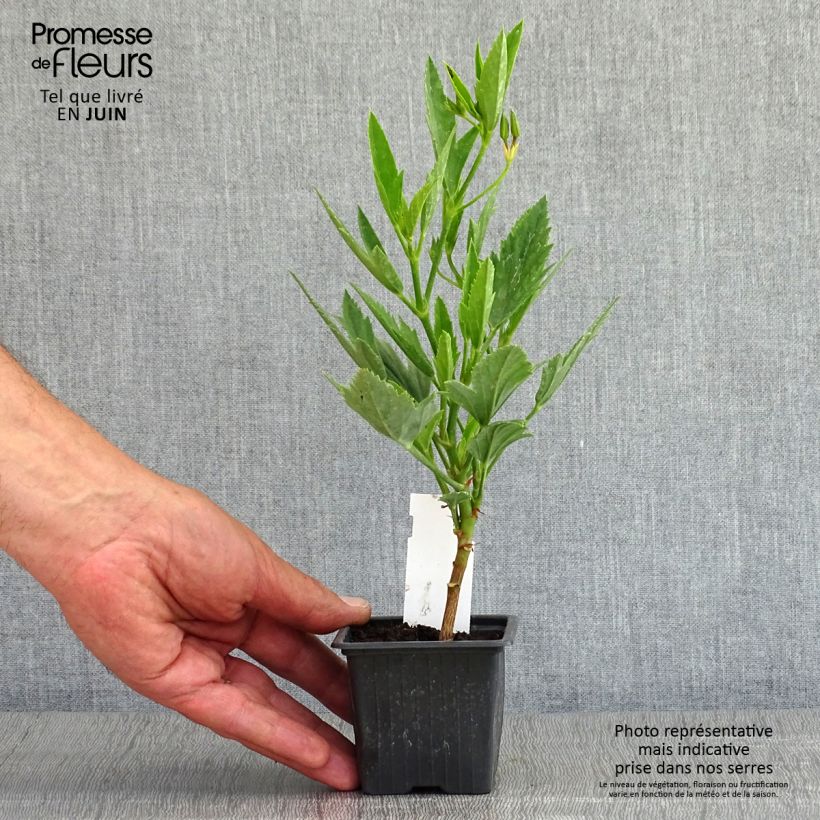 Spécimen de Pelargonium tricuspidatum - Géranium botanique Godet de 8/9 cm tel que livré au printemps