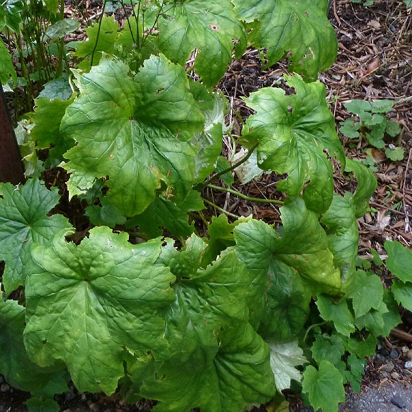 Peltoboykinia tellimoïdes (Feuillage)