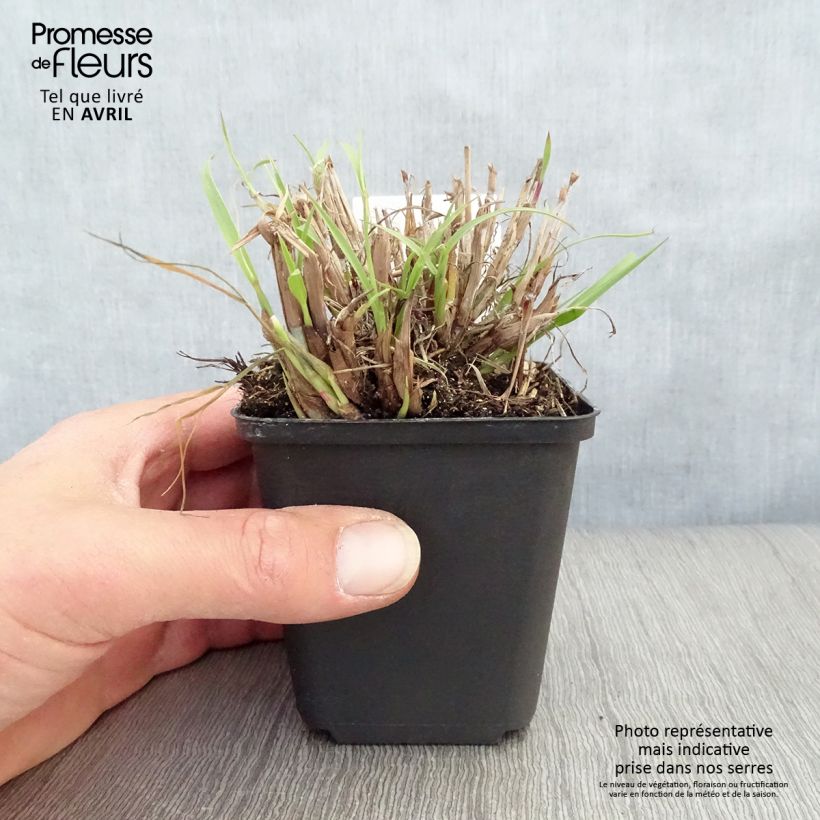 Spécimen de Pennisetum orientale - Herbe aux écouvillons  Godet de 8/9 cm tel que livré au printemps