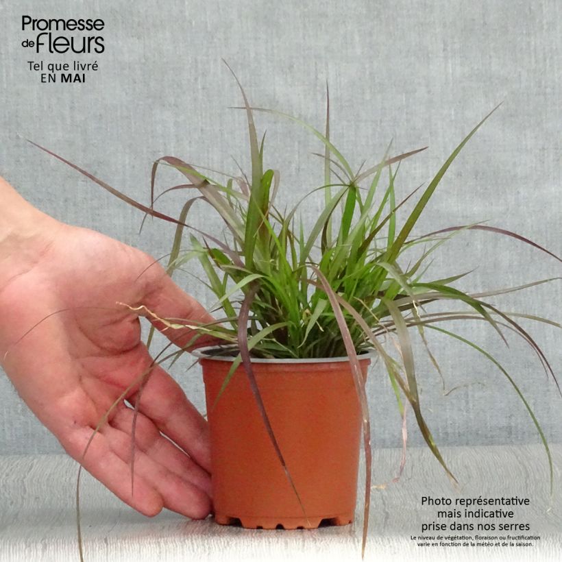 Spécimen de Pennisetum x advena Rubrum - Herbe aux écouvillons pourpres Godet de 8/9 cm tel que livré au printemps
