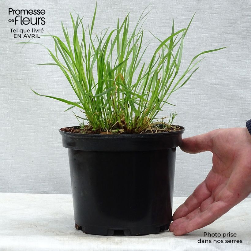 Spécimen de Pennisetum alopecuroïdes Moudry - Herbe aux écouvillons Pot de 2L/3L tel que livré au printemps