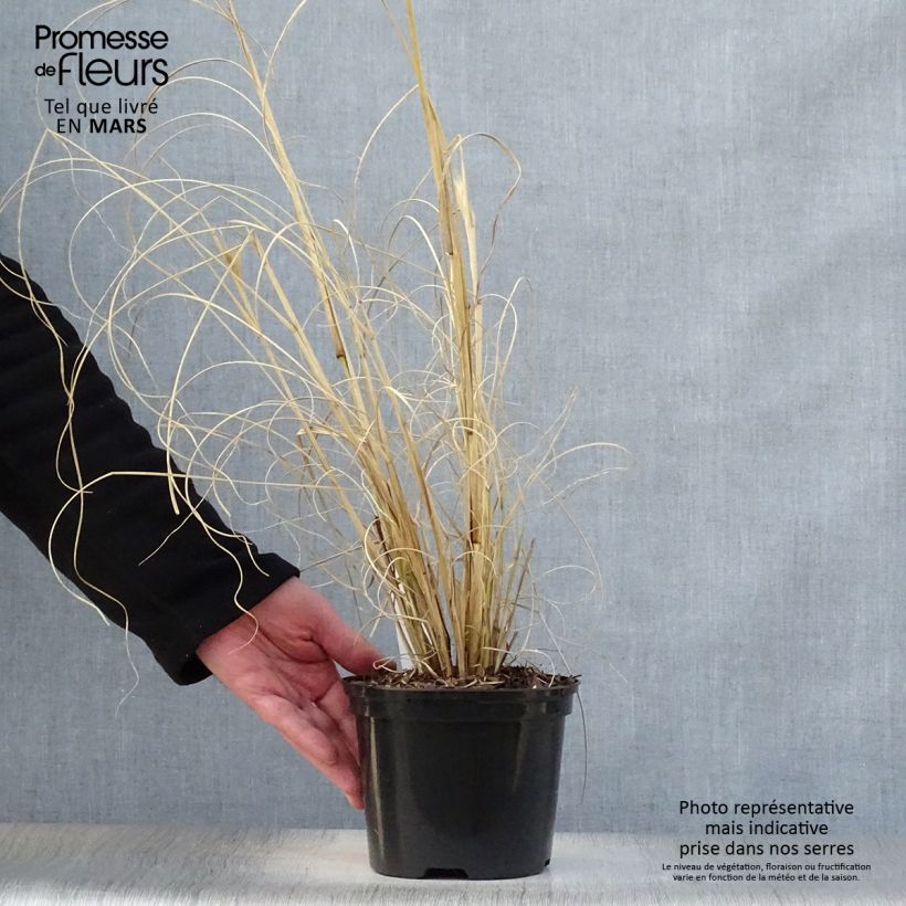Spécimen de Pennisetum alopecuroides Black Beauty - Herbe aux écouvillons Pot de 2L/3L tel que livré au printemps