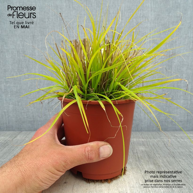 Example of Pennisetum alopecuroides Hameln Gold - Herbe aux écouvillons dorée. Pot de 1L/1,5L as you get in printemps