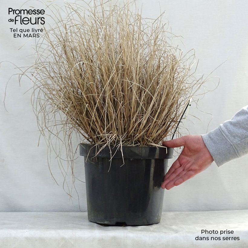 Example of Pennisetum alopecuroides Hameln - Herbe aux écouvillons Pot de 7,5L/10L as you get in printemps