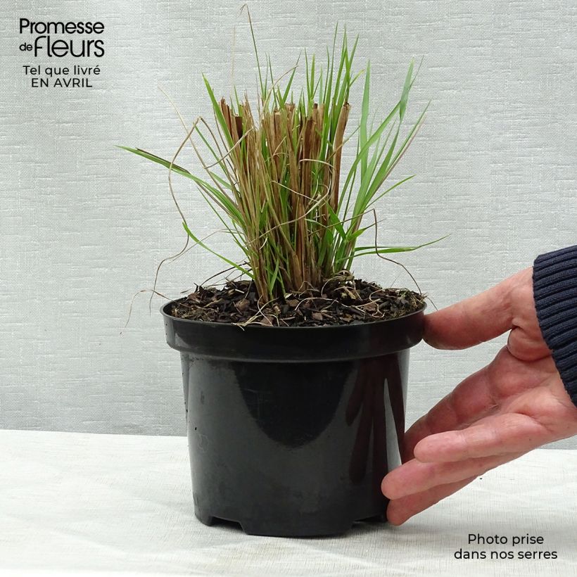 Example of Pennisetum alopecuroides Hameln - Herbe aux écouvillons Pot de 1L/1,5L as you get in printemps