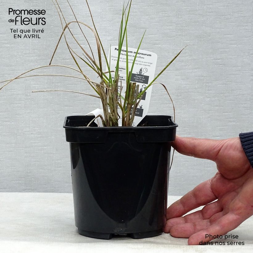 Spécimen de Pennisetum alopecuroïdes Japonicum - Herbe aux écouvillons Pot de 2L/3L tel que livré au printemps