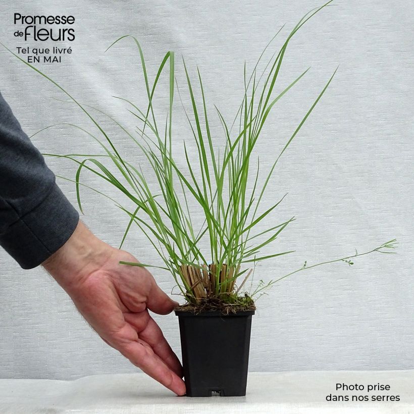 Spécimen de Pennisetum alopecuroïdes Japonicum - Herbe aux écouvillons Godet de 8/9 cm tel que livré au printemps