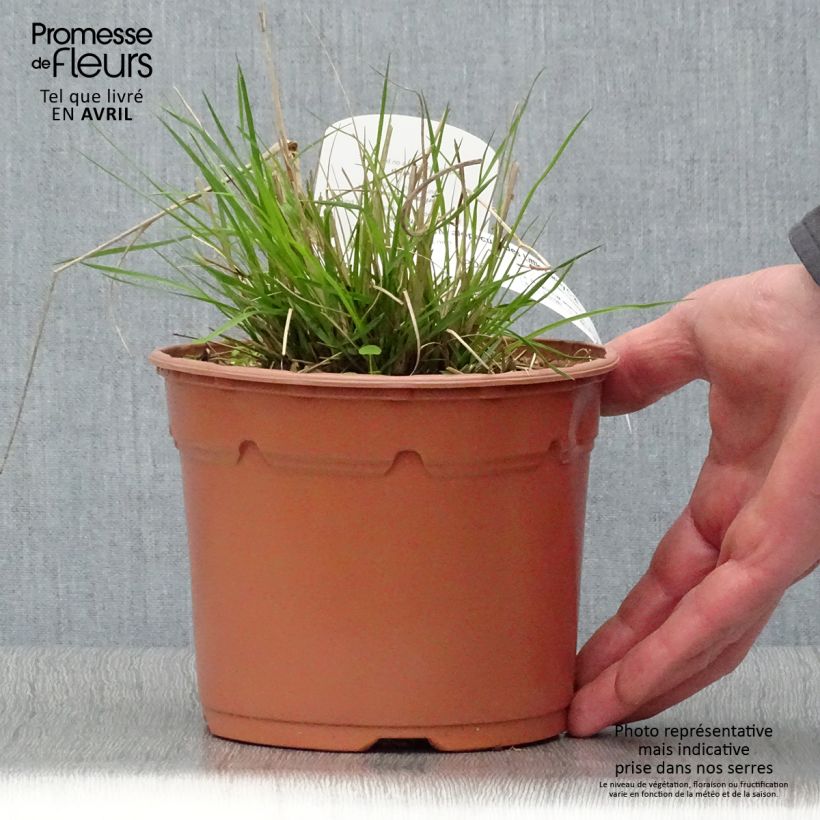 Spécimen de Pennisetum alopecuroides Little Bunny - Herbe aux écouvillons Pot de 2L/3L tel que livré au printemps