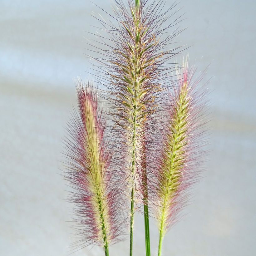 Pennisetum alopecuroides Magic - Herbe aux écouvillons  (Flowering)