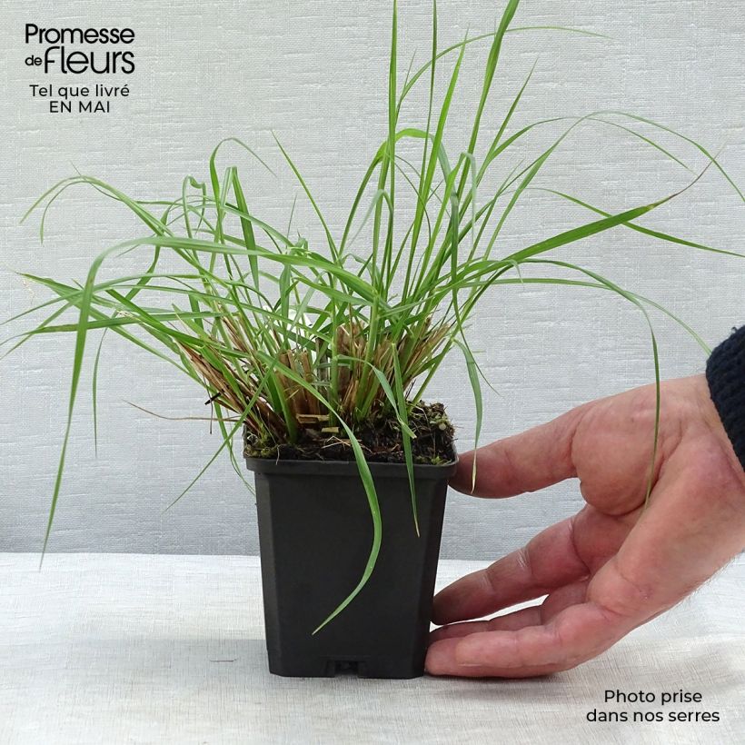Example of Pennisetum alopecuroides Magic - Herbe aux écouvillons  Godet de 8/9 cm as you get in printemps
