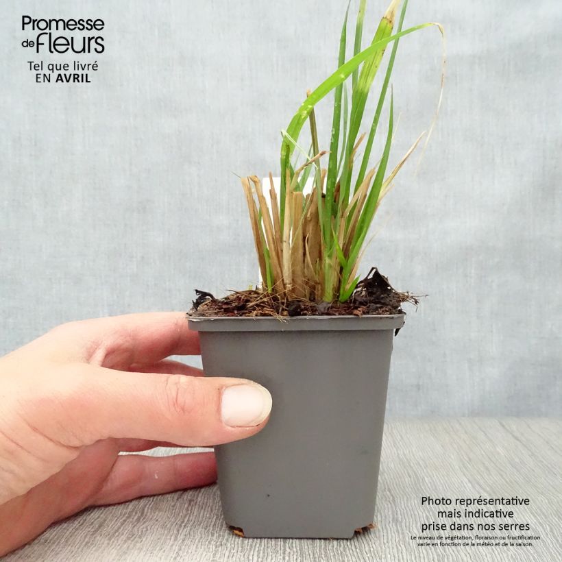 Spécimen de Pennisetum alopecuroïdes Moudry - Herbe aux écouvillons Godet de 8/9 cm tel que livré au printemps