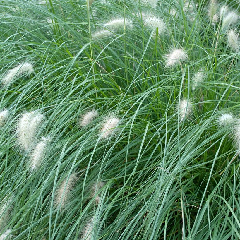Pennisetum alopecuroides Piglet - Herbe aux écouvillons (Foliage)