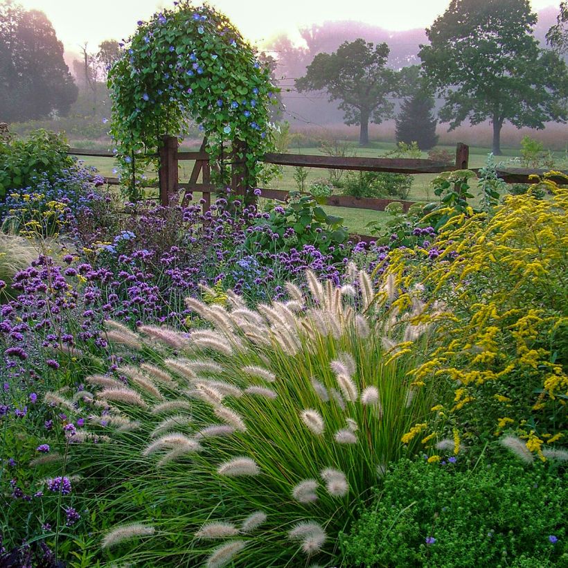 Pennisetum alopecuroides Piglet - Herbe aux écouvillons (Plant habit)
