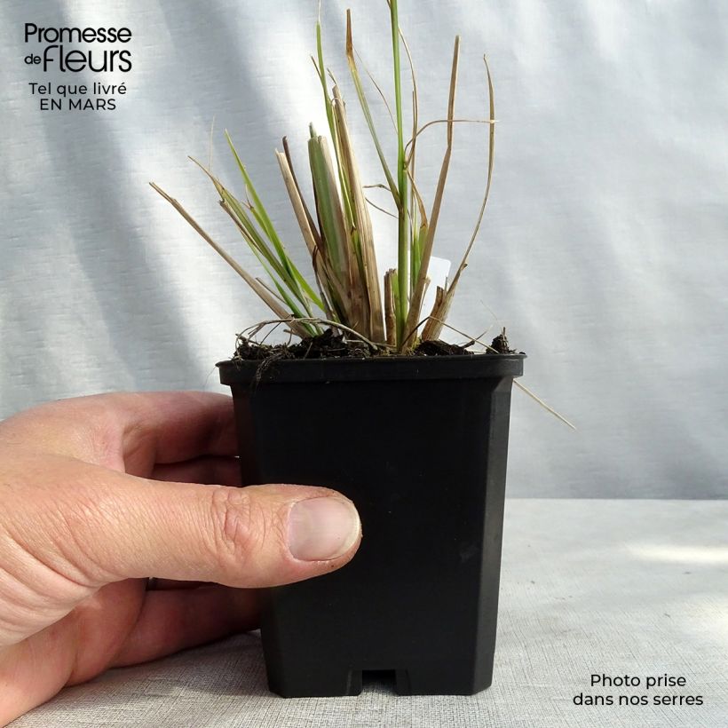 Spécimen de Pennisetum alopecuroïdes f. viridescens - Herbe aux écouvillons Godet de 8/9 cm tel que livré au printemps