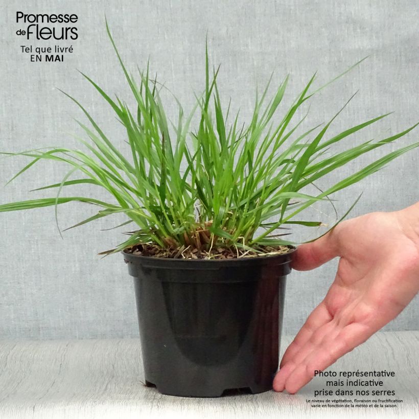 Spécimen de Pennisetum alopecuroïdes f. viridescens - Herbe aux écouvillons Pot de 2L/3L tel que livré au printemps