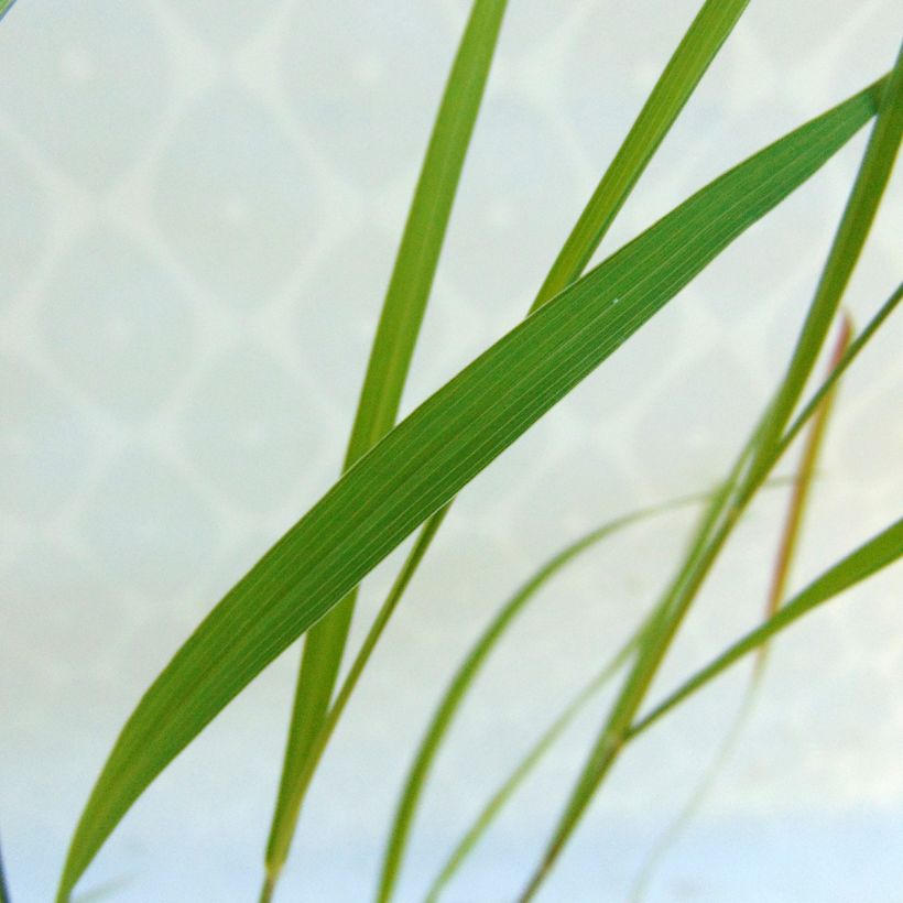 Pennisetum incomptum - Herbe aux écouvillons. (Feuillage)