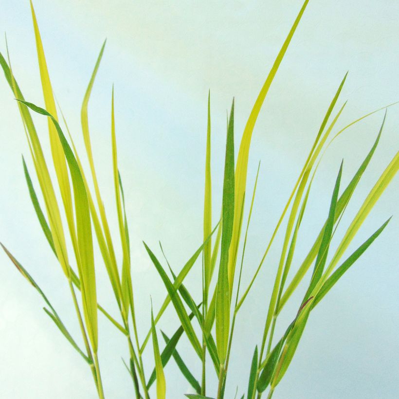 Pennisetum massaicum Red Bunny Tail (Foliage)