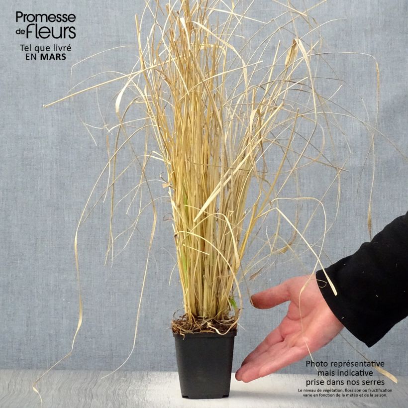 Example of Pennisetum massaicum Red Bunny Tail Godet de 8/9 cm as you get in printemps