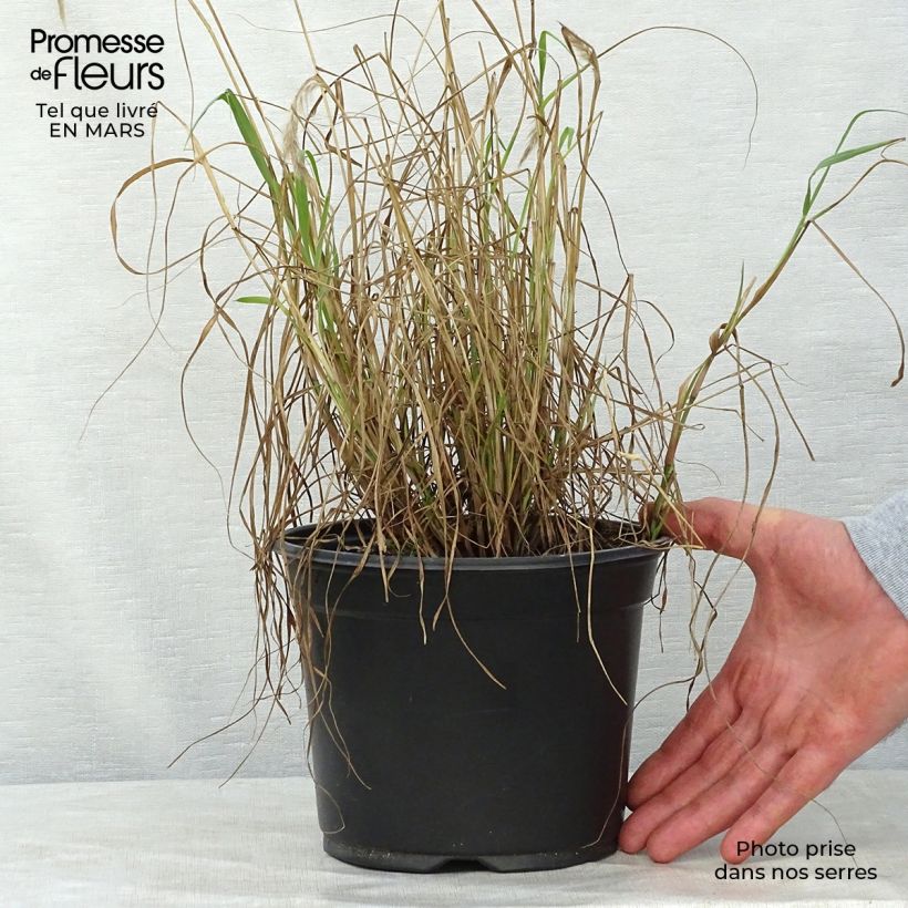 Spécimen de Pennisetum orientale - Herbe aux écouvillons  Pot de 2L/3L tel que livré au printemps