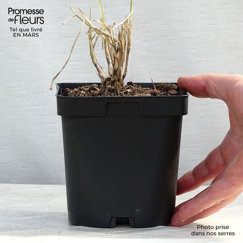 Example of Pennisetum orientale Karley Rose - Herbe aux écouvillons roses Pot de 2L/3L as you get in printemps