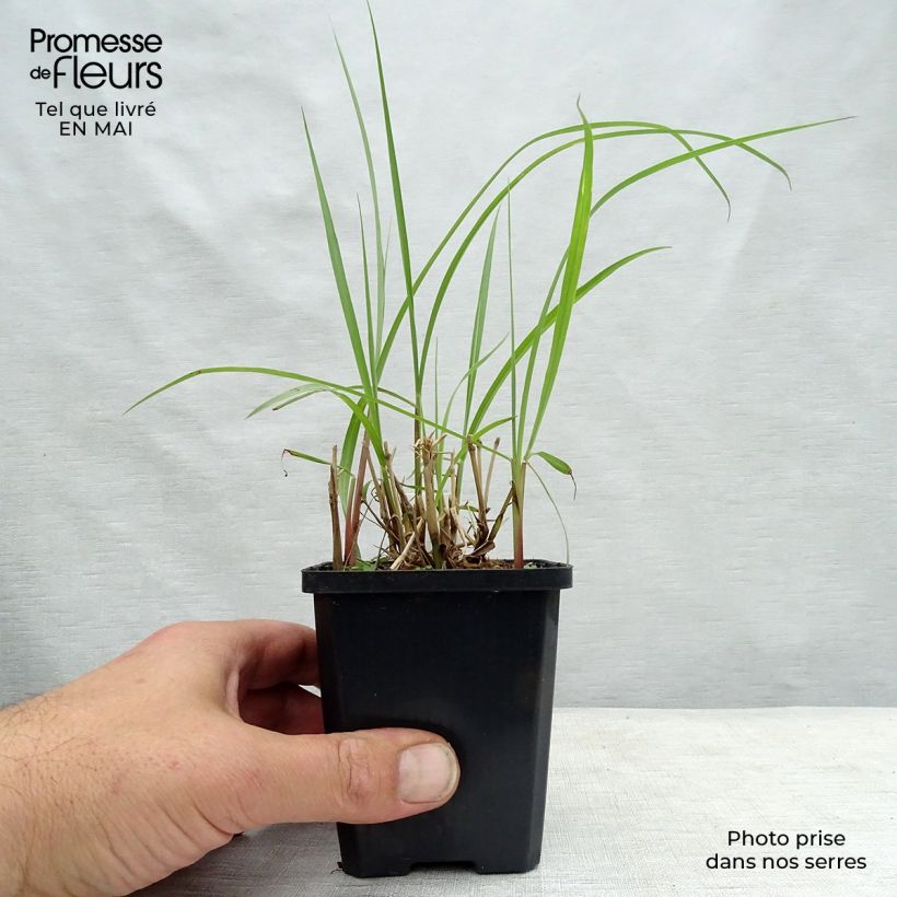 Example of Pennisetum orientale Karley Rose - Herbe aux écouvillons roses Godet de 8/9 cm as you get in printemps