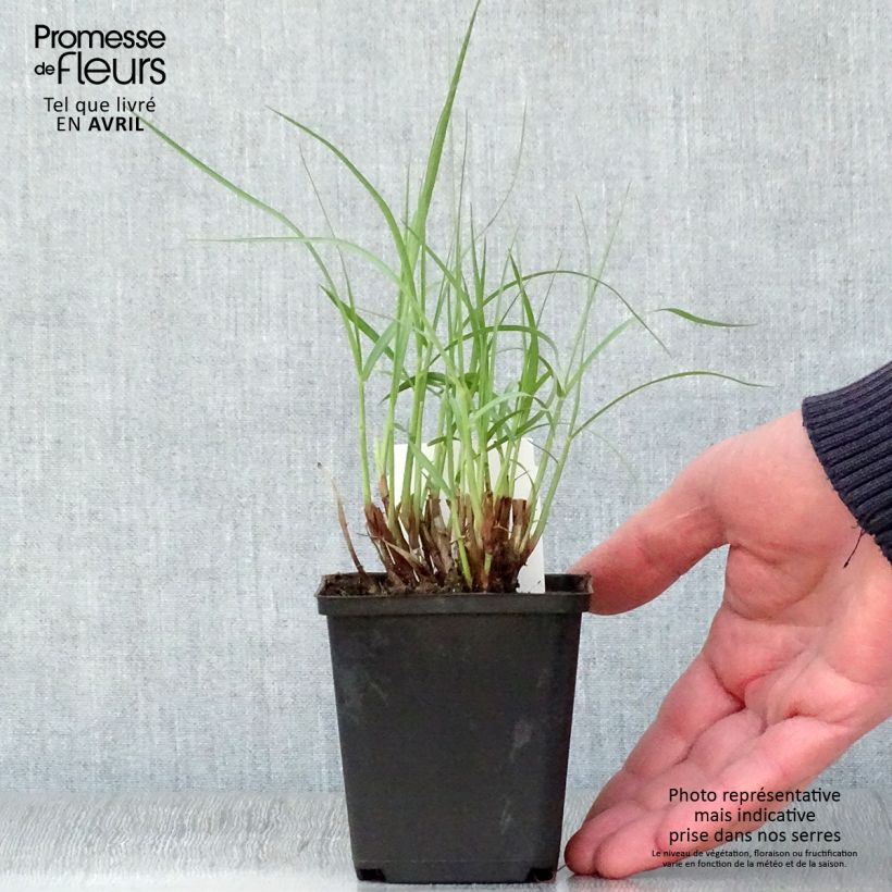 Spécimen de Pennisetum orientale Tall Tails - Herbe aux écouvillons blanc argenté Godet de 8/9 cm tel que livré au printemps