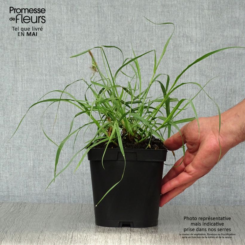 Spécimen de Pennisetum orientale Tall Tails - Herbe aux écouvillons blanc argenté Pot de 2L/3L tel que livré au printemps