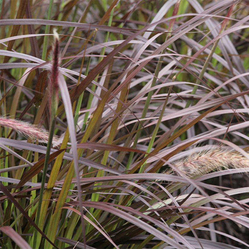 Pennisetum x advena Rubrum - Herbe aux écouvillons pourpres (Feuillage)