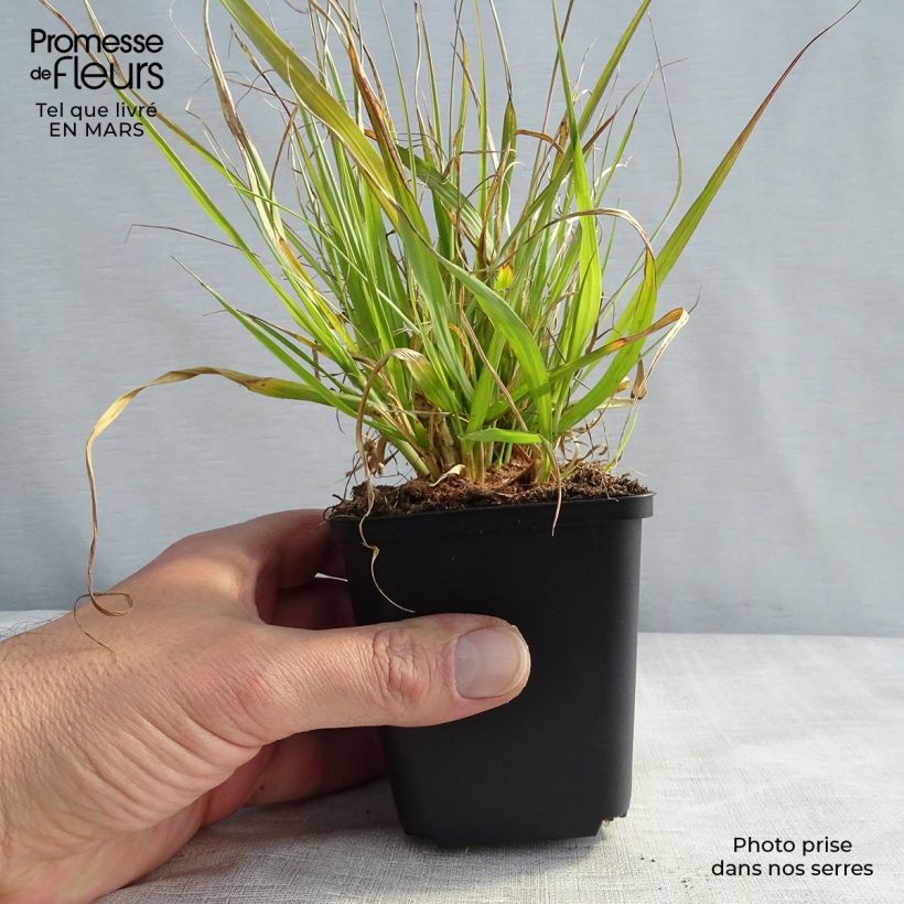 Example of Pennisetum thunbergii - Herbe aux écouvillons pourpres Godet de 8/9 cm as you get in printemps