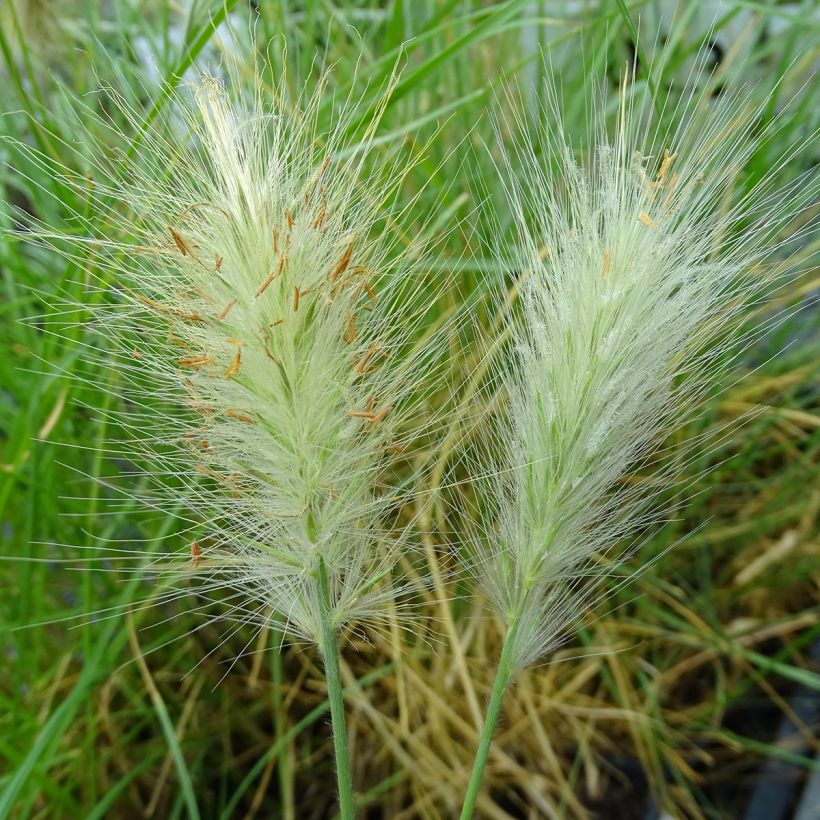 Pennisetum villosum - Herbe aux écouvillons (Flowering)