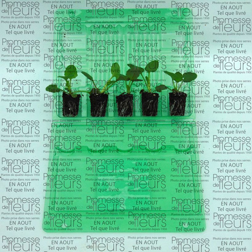 Exemple de spécimen de Pensée Inspire Orange à macule Mini-motte - Viola (x) witrockiana Mini-motte Ø 3/4 cm tel que livré