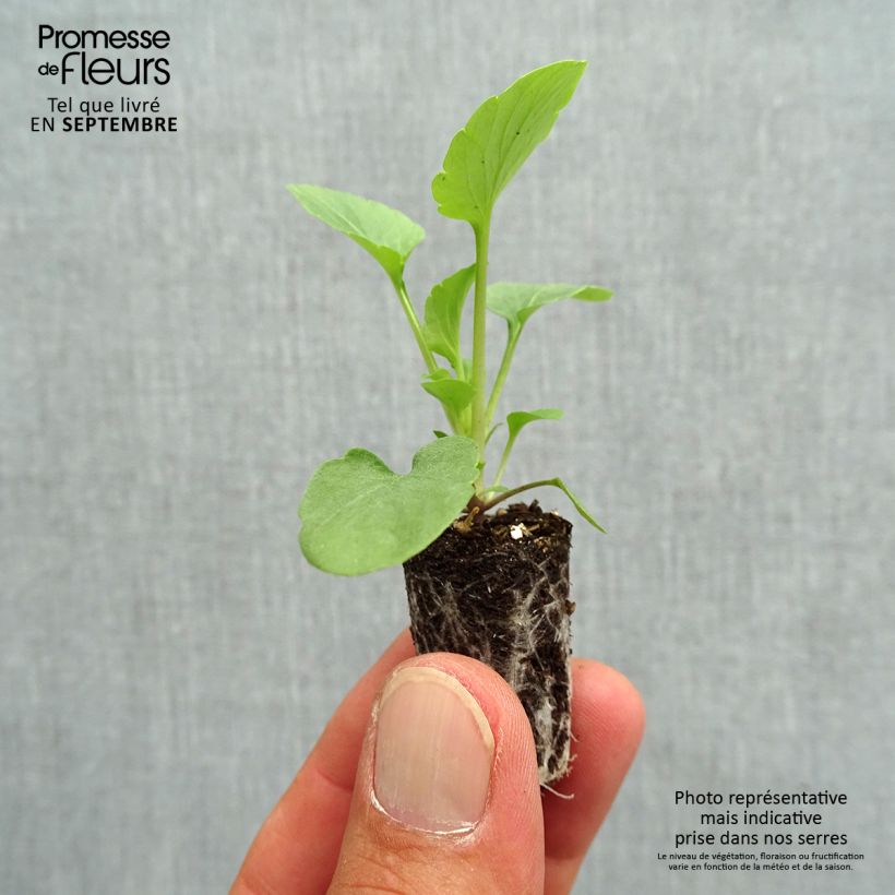 Spécimen de Pensée EVO PINK SHADE Mini-motte Ø 1,5/2,5 cm, Plant vert de 3 à 5 cm de haut environ tel que livré en automne