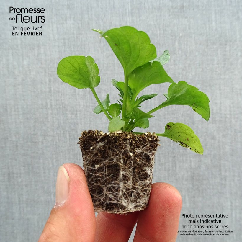 Spécimen de Pensée Carrera Autumn Berries Mini-motte Jardimotte : motte 3,8 cm x 3,2 cm en plaque de culture par 16, Plant vert de 5 cm de haut environ tel que livré en automne