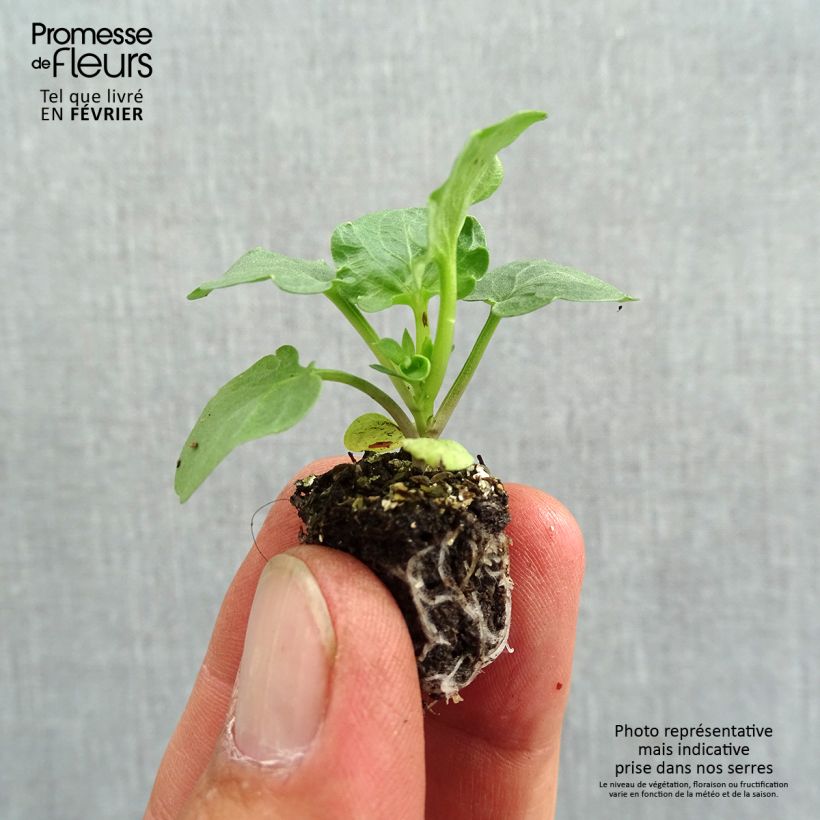 Spécimen de Pensée Carrera Blue With Blotch Mini-motte Minimotte : motte 2,2 cm x 2 cm en plaque de culture par 35, Plant vert de 3 cm de haut environ tel que livré en automne